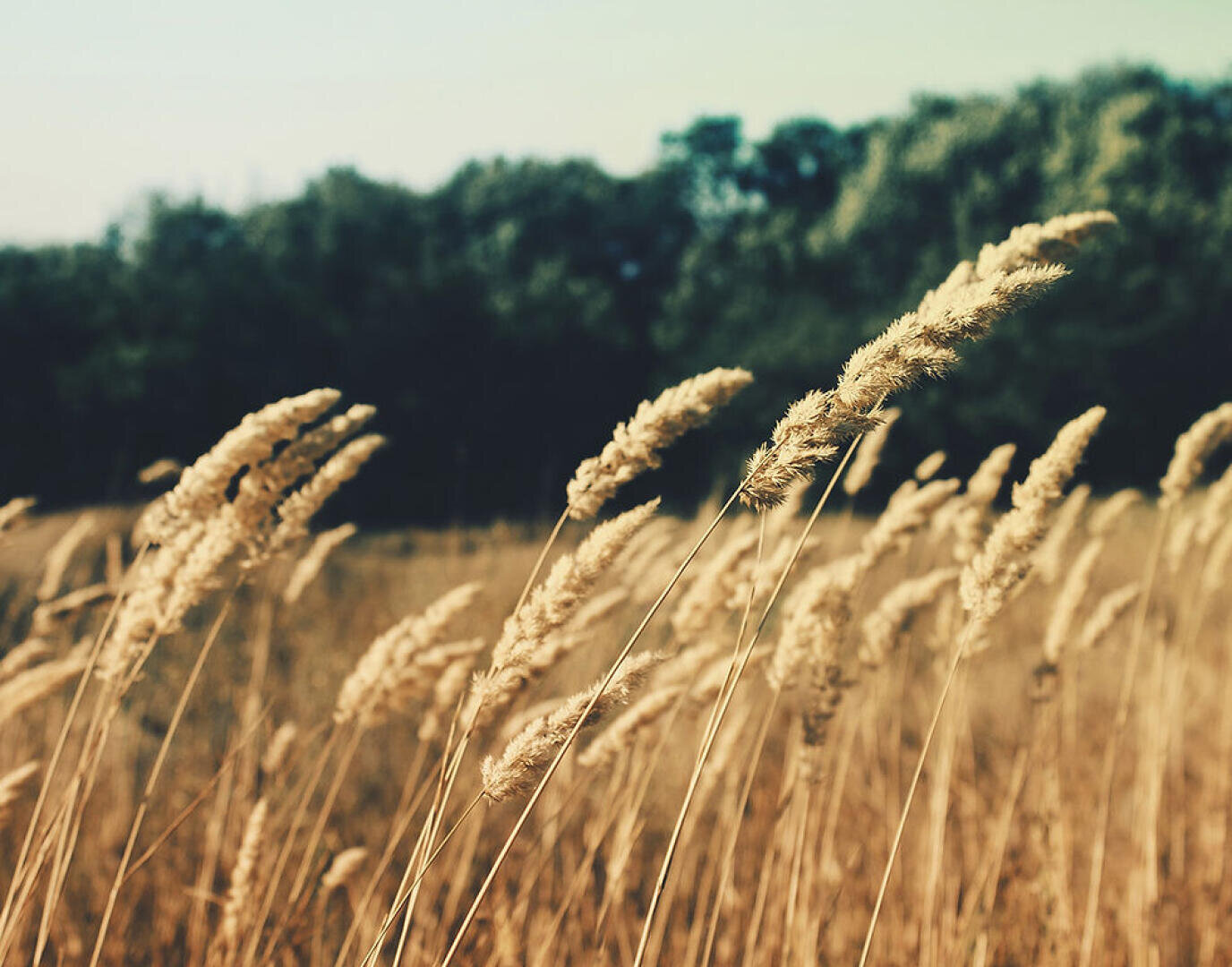 Goldgelber Weizen oder hohes Gras wiegt sich sanft im Wind unter sanften Sonnenstrahlen, im Hintergrund zeichnet sich eine verschwommene Baumreihe ab und über allem erstreckt sich ein klarer Himmel.