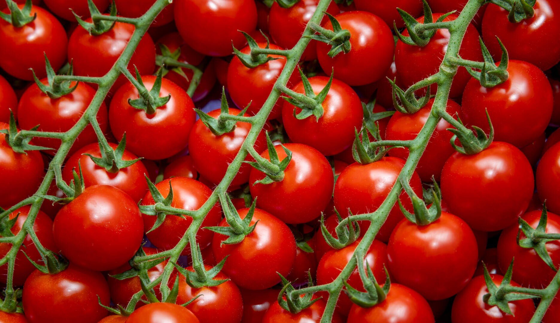 Trauben reifer roter Tomaten mit grünen Stielen sind dicht aneinander gereiht und füllen das gesamte Bild aus.