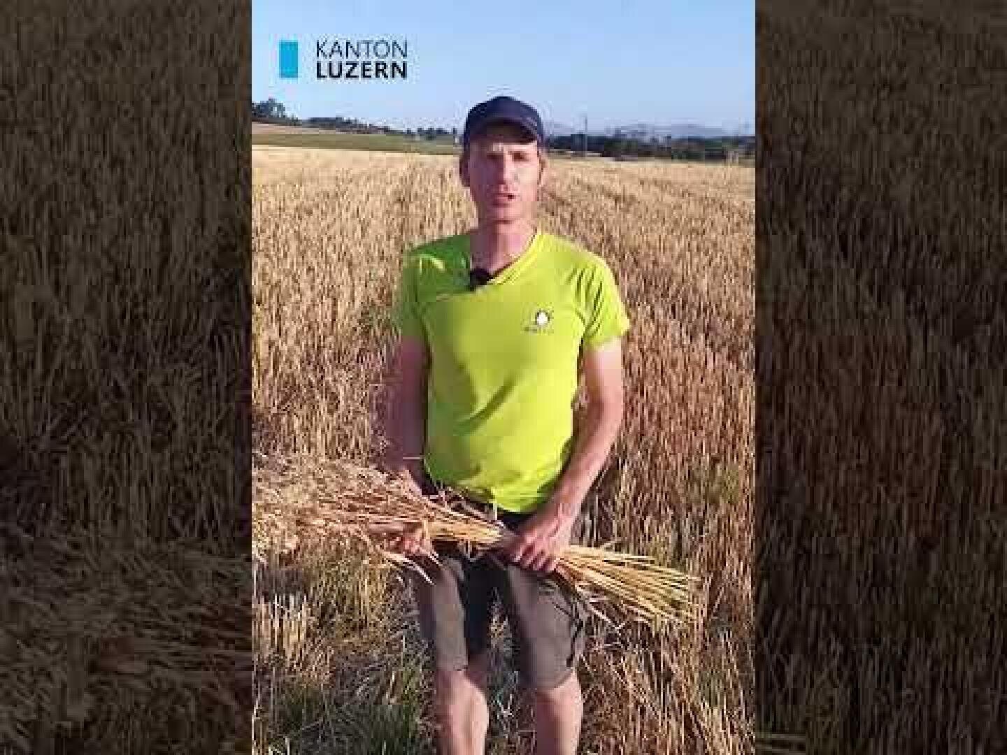 Eine Person in grünem Hemd und Shorts steht in einem Weizenfeld und hält geerntete Halme in der Hand. In der oberen linken Ecke ist der Text „Kanton Luzern“ zu sehen.