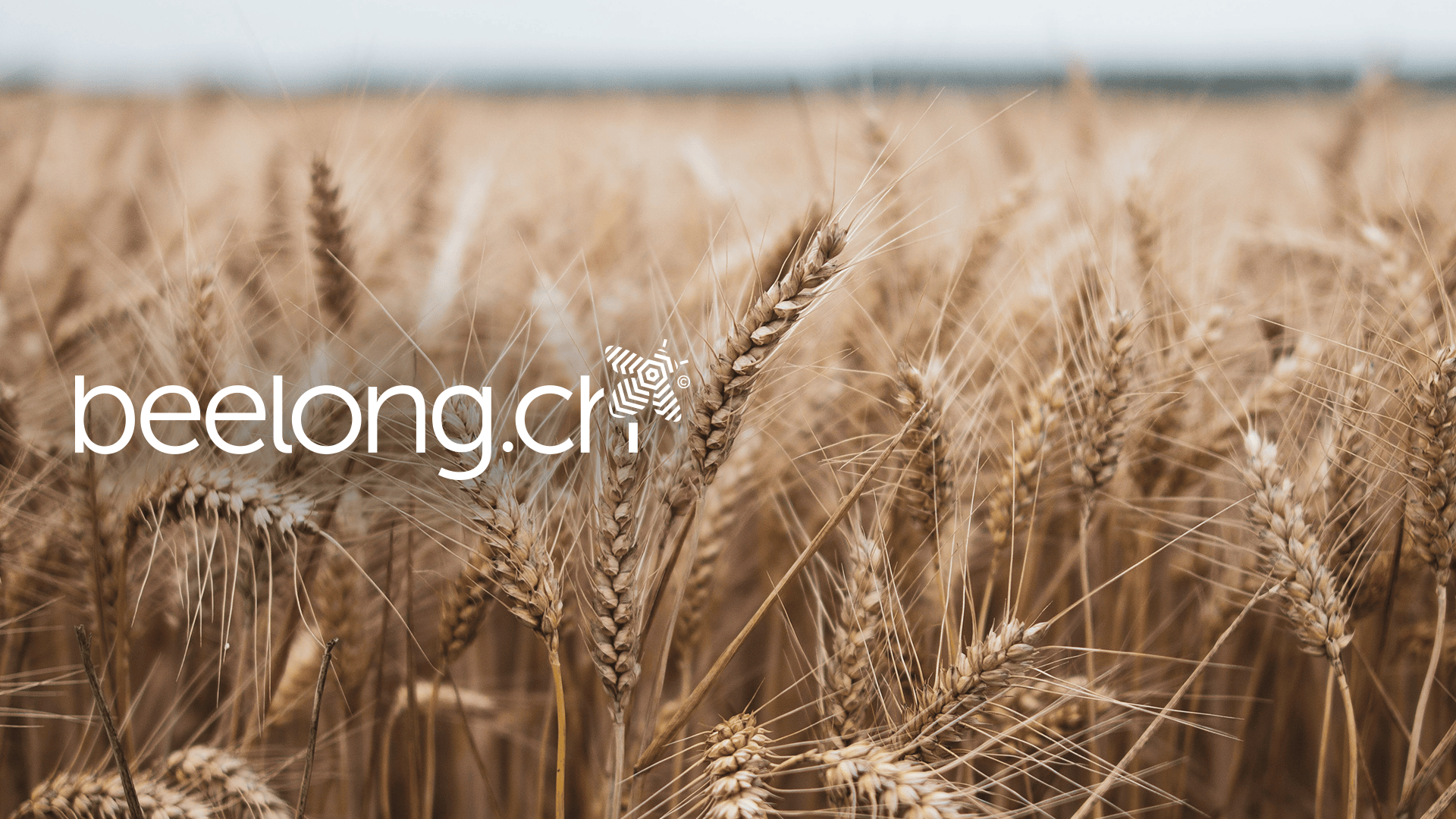 Eine Nahaufnahme goldener Weizenhalme auf einem Feld mit dem Text beelong.ch und einem Bienenlogo in Weiß. Der Hintergrund ist leicht verschwommen, wodurch der Weizen im Vordergrund hervorgehoben wird.