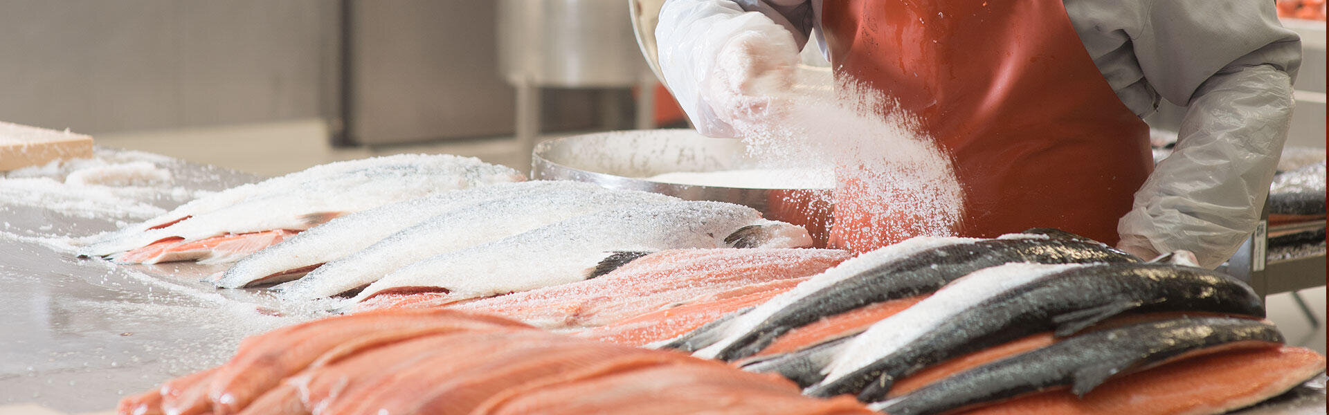 Eine Person, die Handschuhe und eine rote Schürze trägt, streut Salz auf mehrere frische, filetierte Fische, die in einer Fischverarbeitungsanlage auf einem Metalltisch ausliegen.