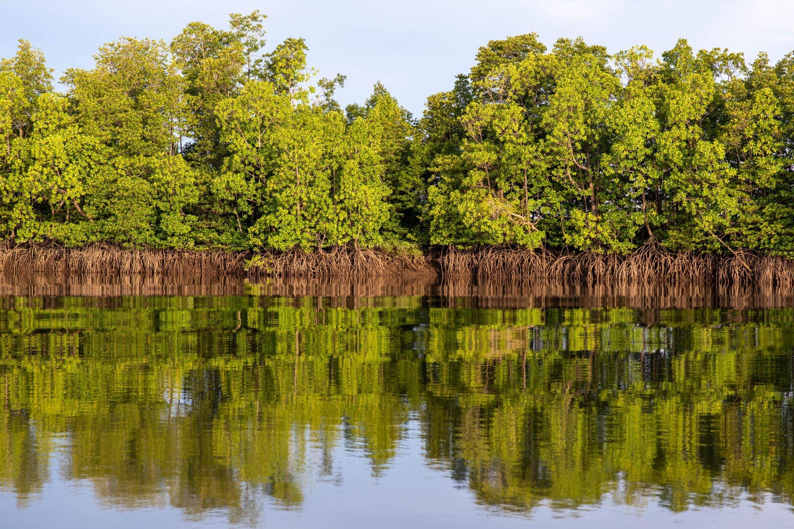 Mangrovenbäume mit sichtbaren Wurzeln säumen den Rand des ruhigen Wassers und spiegeln ihre hellgrünen Blätter und ihr verzweigtes Wurzelsystem in der Wasseroberfläche wider.
