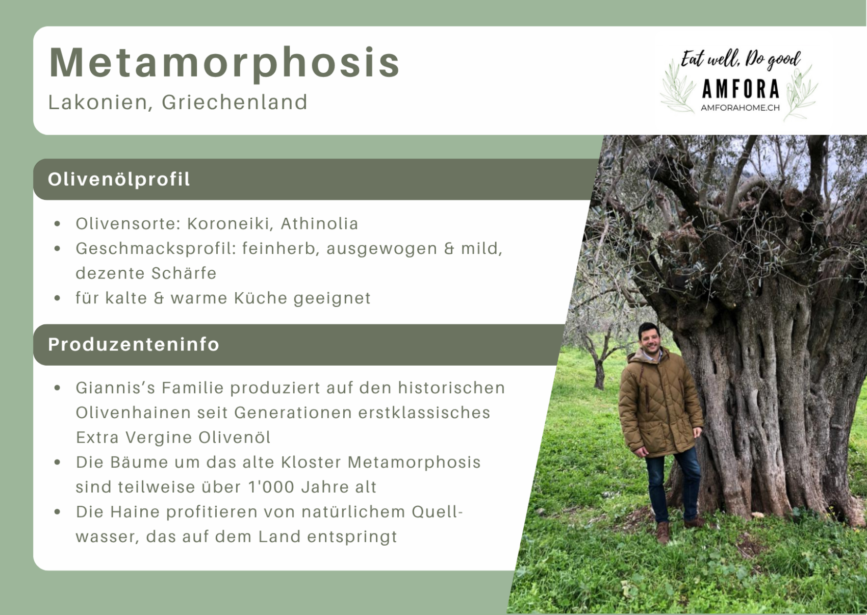 Infografik über das Olivenöl Amfora von Metamorphosis aus Griechenland, mit einem Foto eines Mannes, der neben einem uralten Olivenbaum steht.